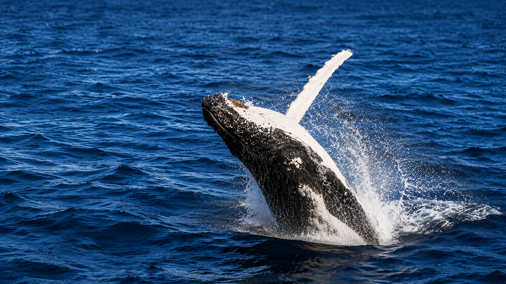 Blue whale on a Mirissa whale watching tour